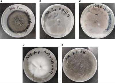 Screening and performance optimization of fungi for heavy metal adsorption in electrolytes